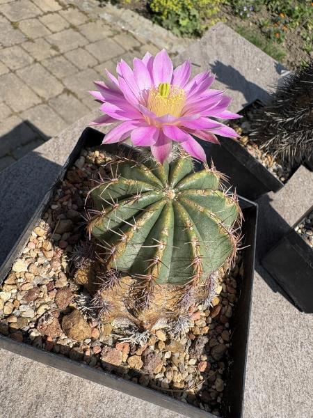 Echinocereus pulchellus